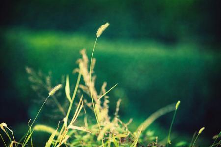 九九九久伊在人线综合小草